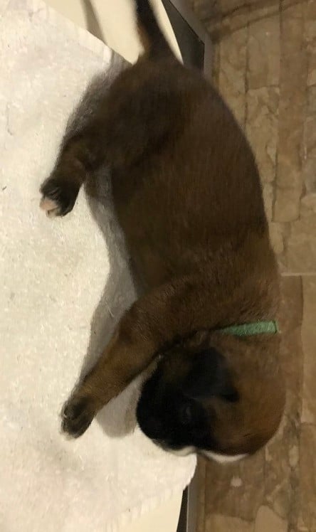 AYRTON COLLIER VERT FONCE