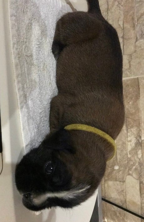 ANDROMEDA COLLIER JAUNE