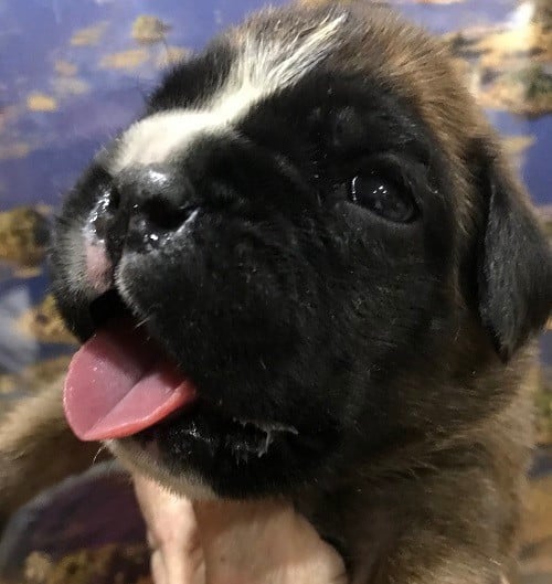 ANDROMEDA COLLIER JAUNE