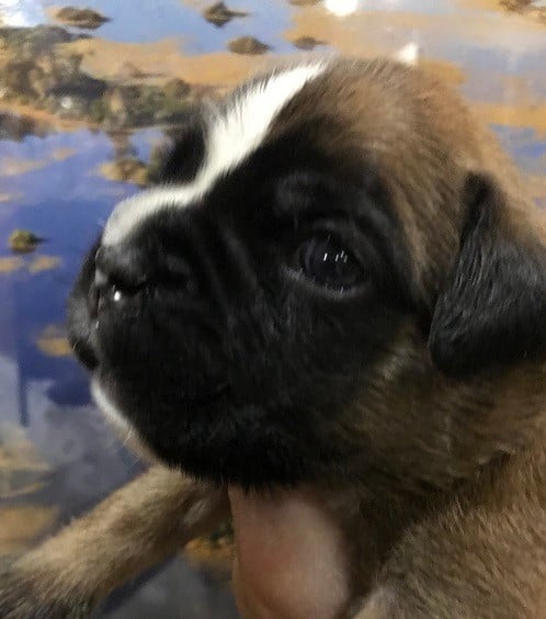 AYRTON COLLIER VERT FONCE