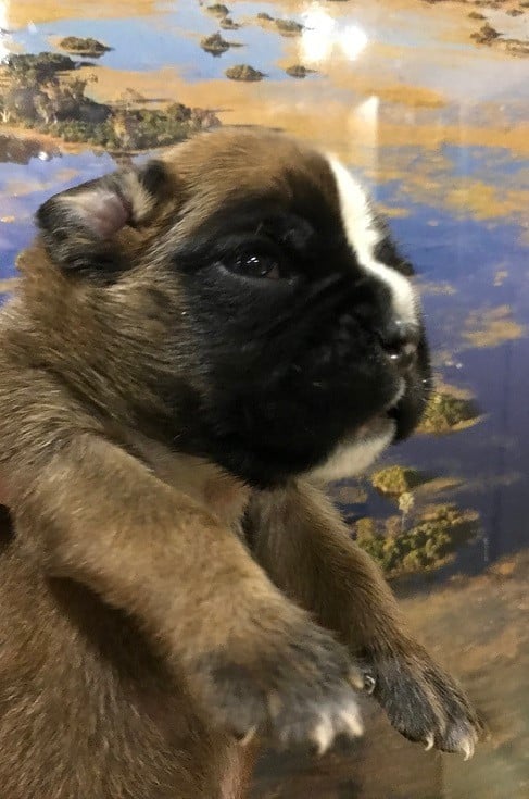 AYRTON COLLIER VERT FONCE