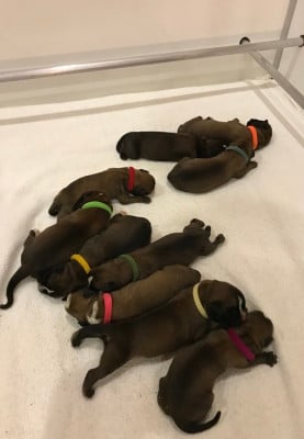 Les chiots de Boxer