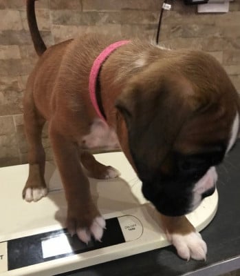Les chiots de Boxer
