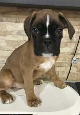 Les chiots de Boxer