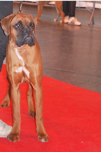 Honesty dite honey des Sources du Fond de Laye - TRES PROMETTEUR NC