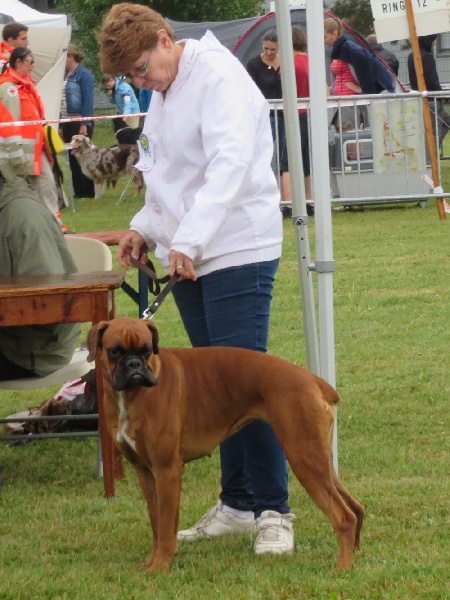 Honesty dite honey des Sources du Fond de Laye - 3 eme tres bon + CONFIRMEE