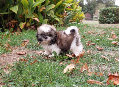 Shih Tzu