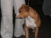 Cassia  pretty girl of west of walker red  kennel one Dream Staff - 1ére trés prometteur ,meilleur puppy