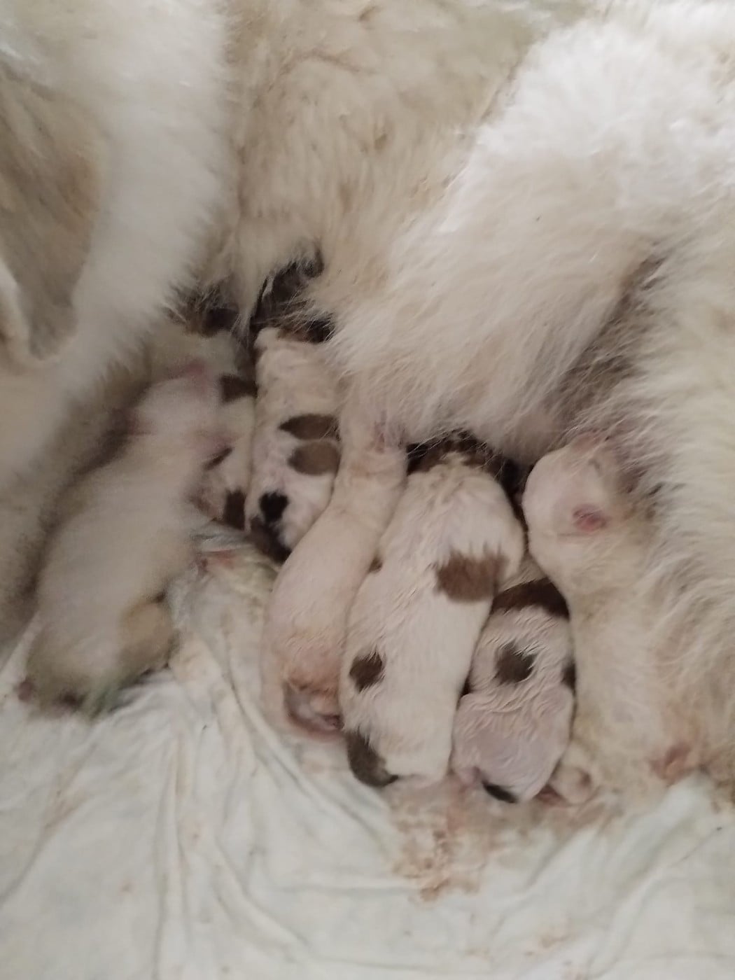 Chien de Montagne des Pyrenees - de la Vallée du Girou