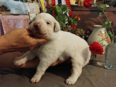 Les chiots de Chien de Montagne des Pyrenees