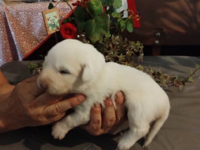 Les chiots de Chien de Montagne des Pyrenees