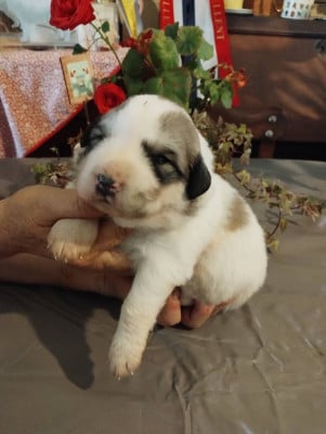 Les chiots de Chien de Montagne des Pyrenees