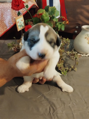 Les chiots de Chien de Montagne des Pyrenees