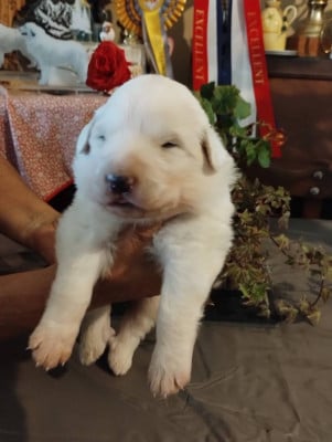 Les chiots de Chien de Montagne des Pyrenees