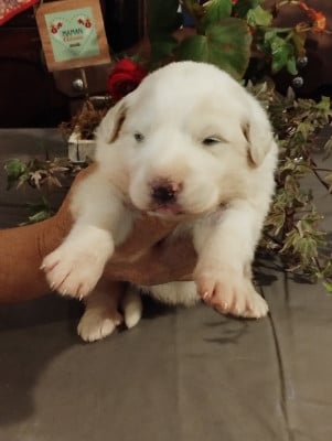 Les chiots de Chien de Montagne des Pyrenees