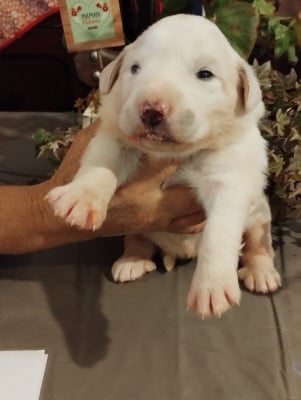 Les chiots de Chien de Montagne des Pyrenees