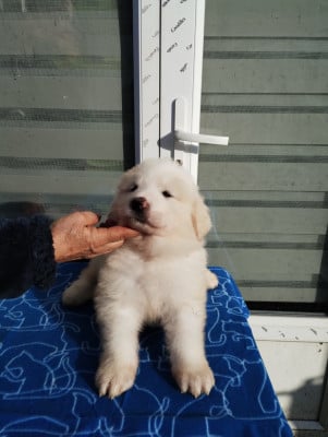 Les chiots de Chien de Montagne des Pyrenees