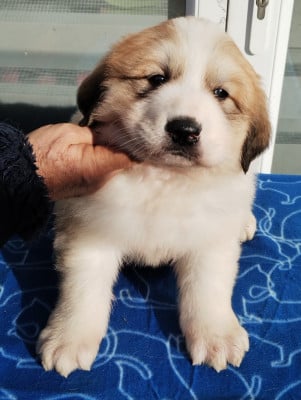 Les chiots de Chien de Montagne des Pyrenees