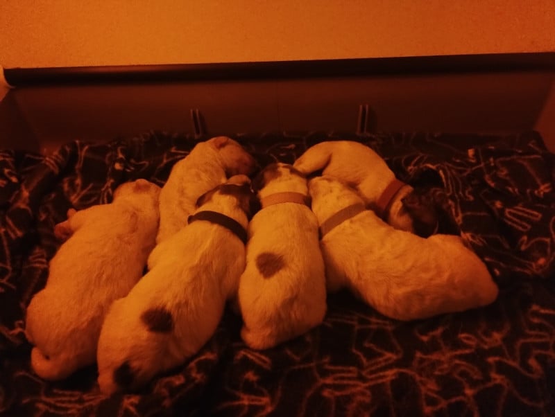 Chien de Montagne des Pyrenees - de la Vallée du Girou