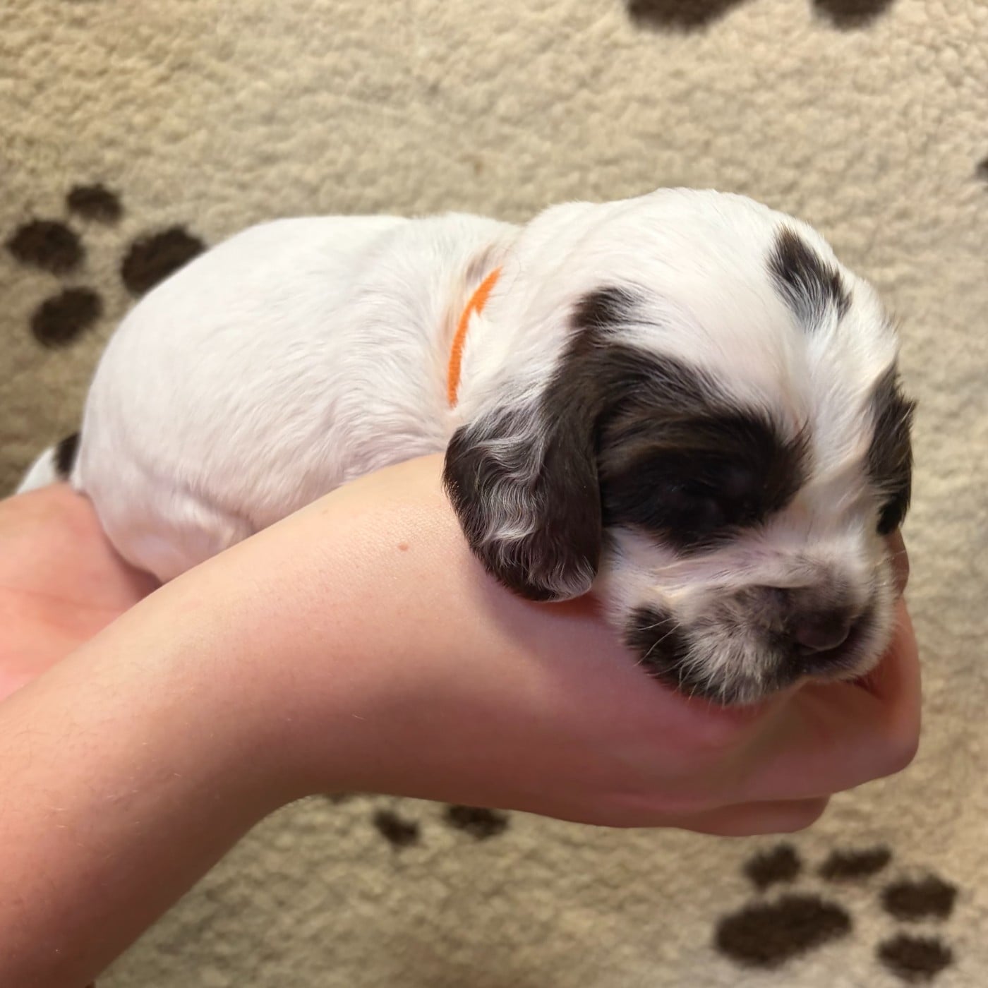Femelle collier orange - Cocker Spaniel Anglais