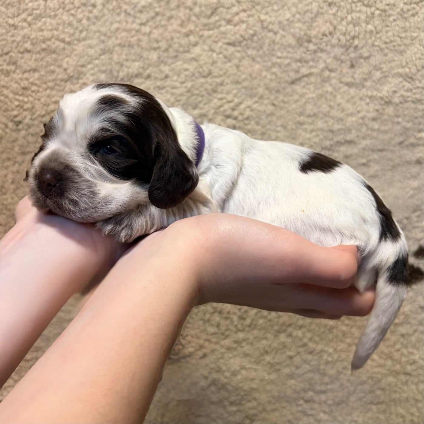 Femelle collier violet - Cocker Spaniel Anglais