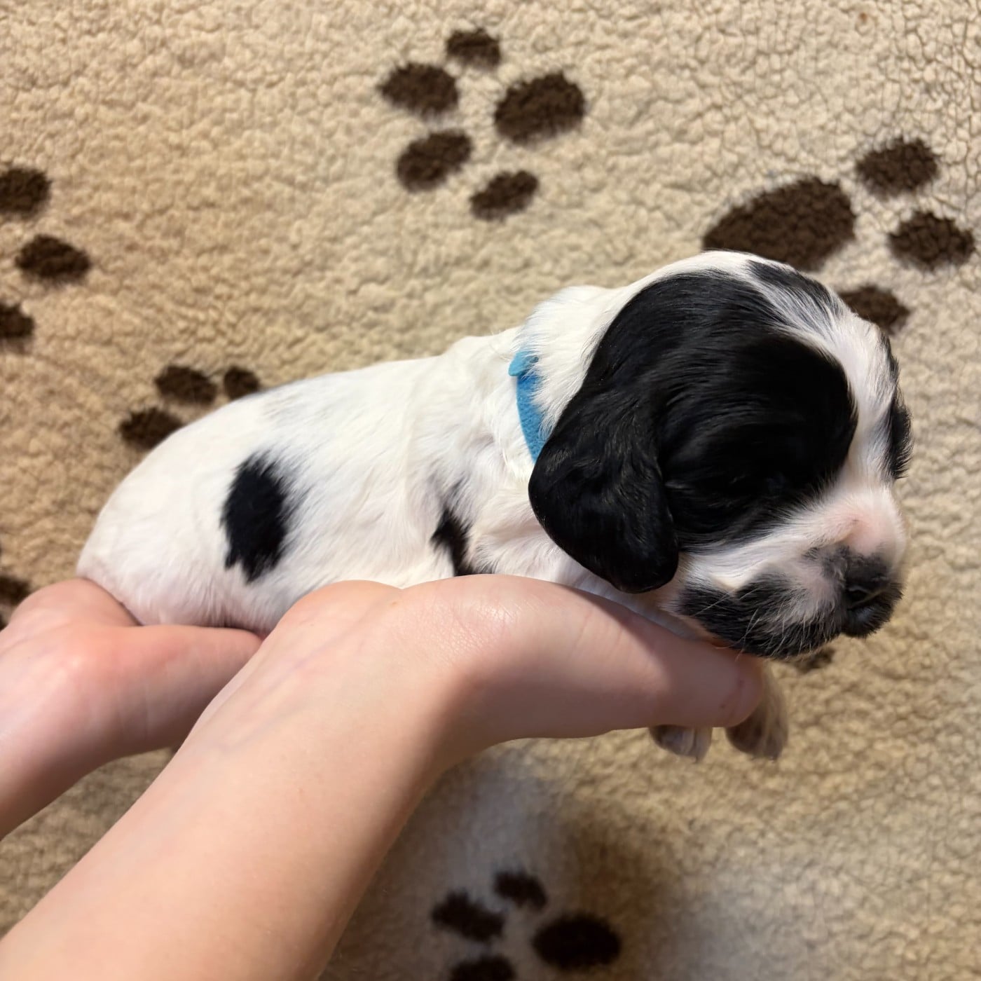 Femelle collier bleu clair - Cocker Spaniel Anglais