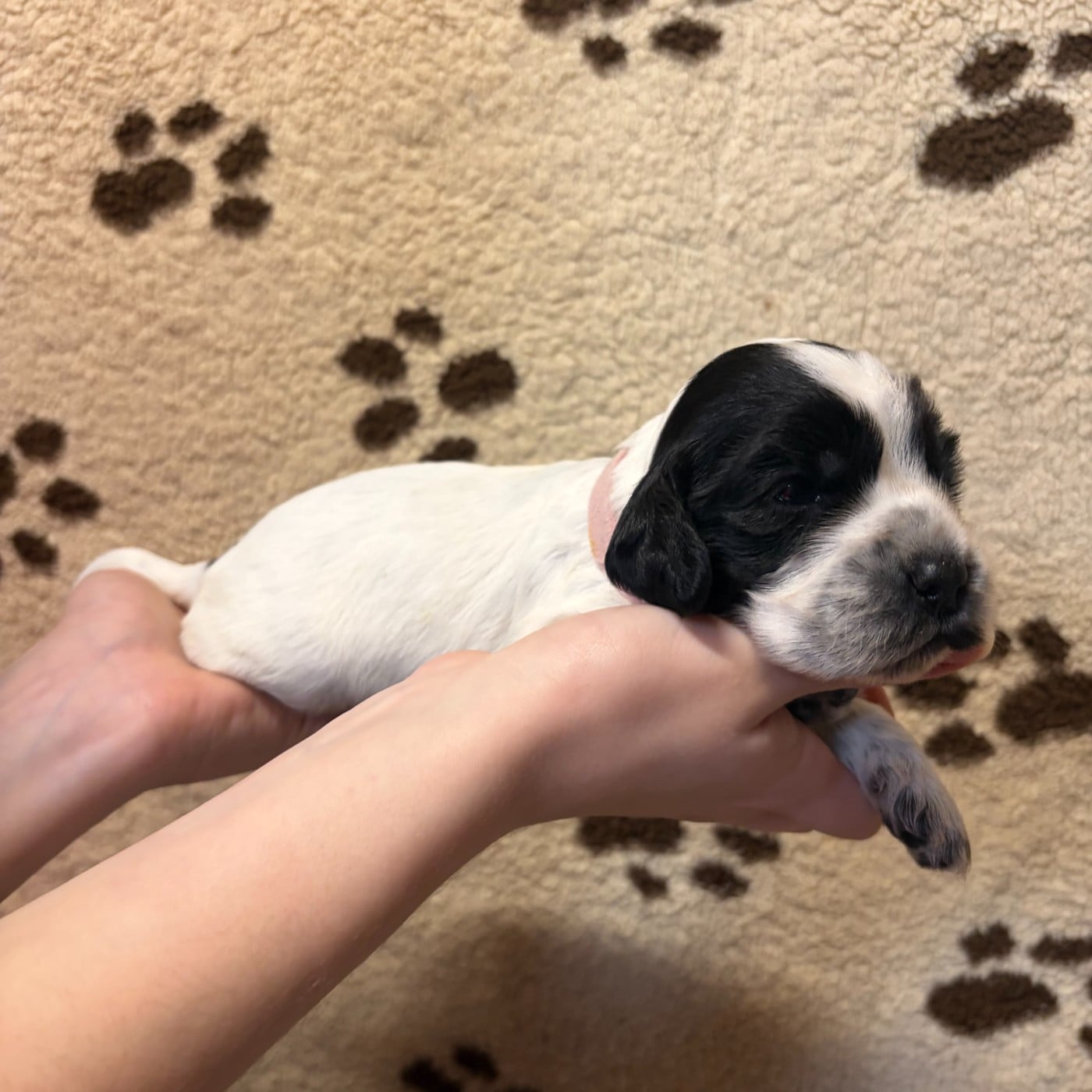 Femelle collier rose - Cocker Spaniel Anglais