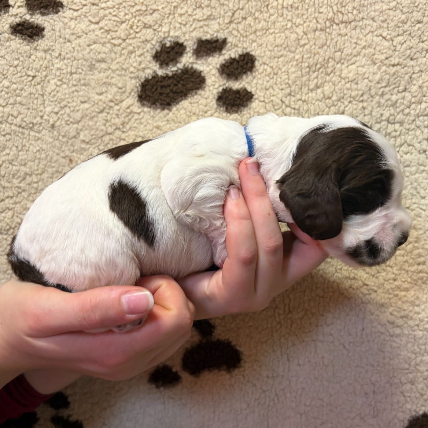 Mâle collier bleu foncé - Cocker Spaniel Anglais