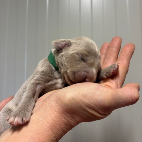 CHIOT 5 - Braque de Weimar