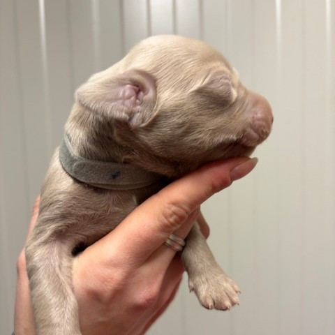 CHIOT 7 - Braque de Weimar