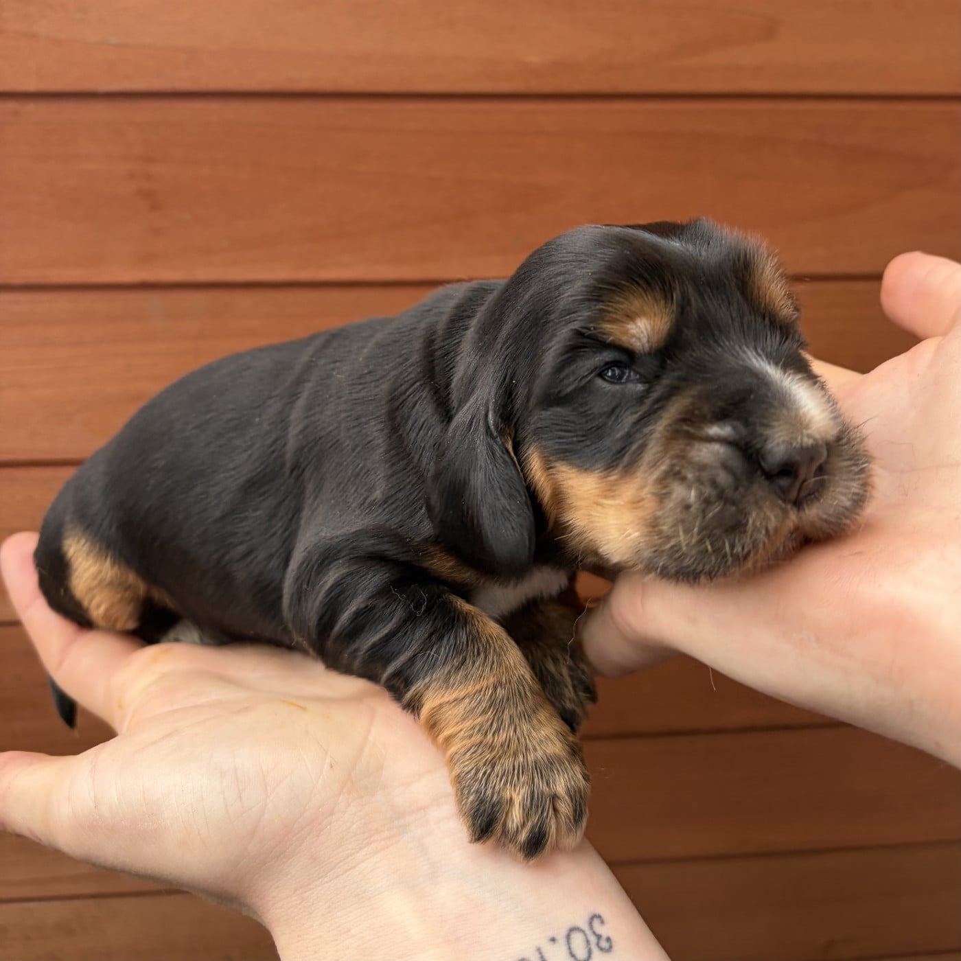 Femelle Noire Feu et Blanche - Cocker Spaniel Anglais