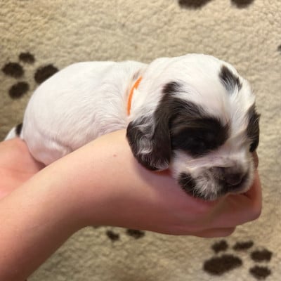 Femelle collier orange - Cocker Spaniel Anglais