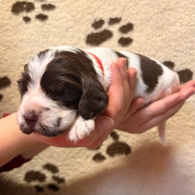 Mâle collier rouge - Cocker Spaniel Anglais