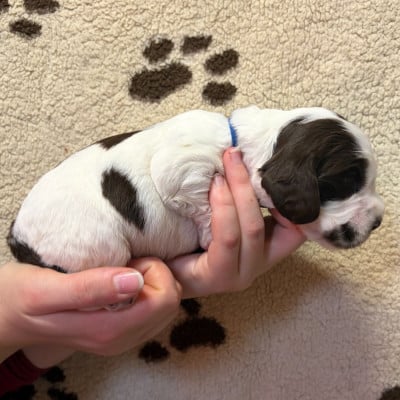 Les chiots de Cocker Spaniel Anglais