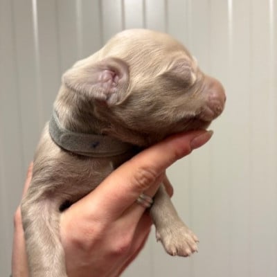 Les chiots de Braque de Weimar