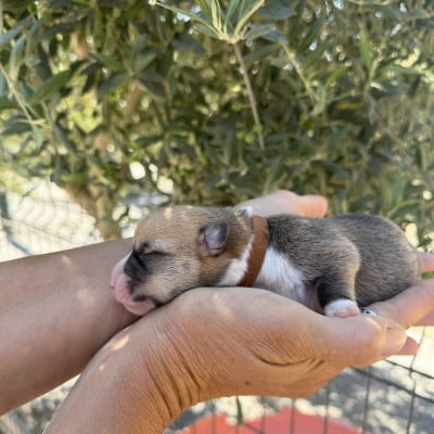 Les chiots de Welsh Corgi Pembroke