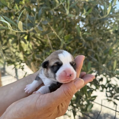 Les chiots de Welsh Corgi Pembroke
