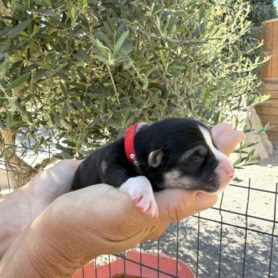 Les chiots de Welsh Corgi Pembroke
