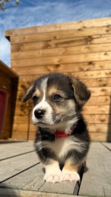 Les chiots de Welsh Corgi Pembroke