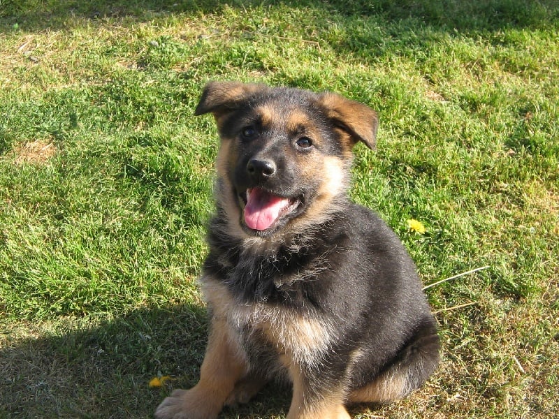 Chiot Elevage Des Malicieux Germeco Eleveur De Chiens Berger Allemand