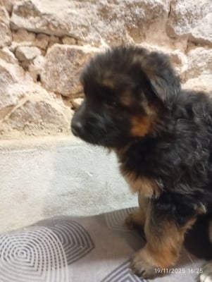 Les chiots de Berger Allemand