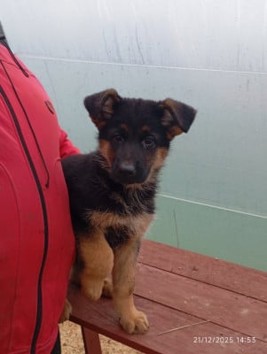 Les chiots de Berger Allemand