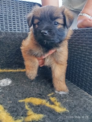 Les chiots de Berger des Pyrenees à poil long