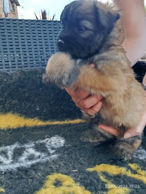 Les chiots de Berger des Pyrenees à poil long