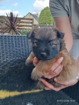 Les chiots de Berger des Pyrenees à poil long