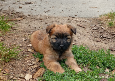 Les chiots de Berger des Pyrenees à poil long