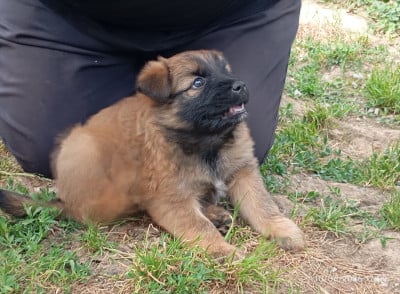 Les chiots de Berger des Pyrenees à poil long
