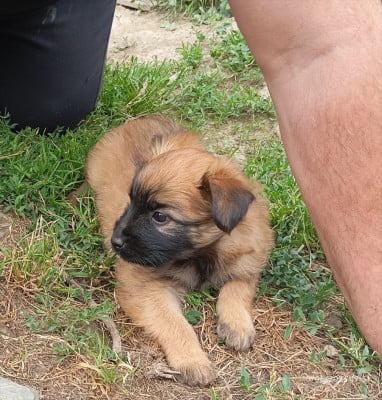 Les chiots de Berger des Pyrenees à poil long
