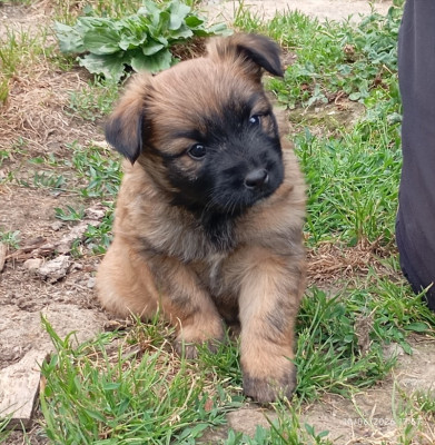 Les chiots de Berger des Pyrenees à poil long
