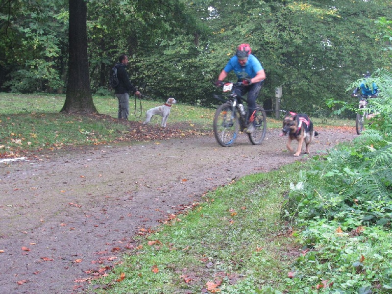 Foscari des Malicieux Germéco - 2 ieme v1 cneac